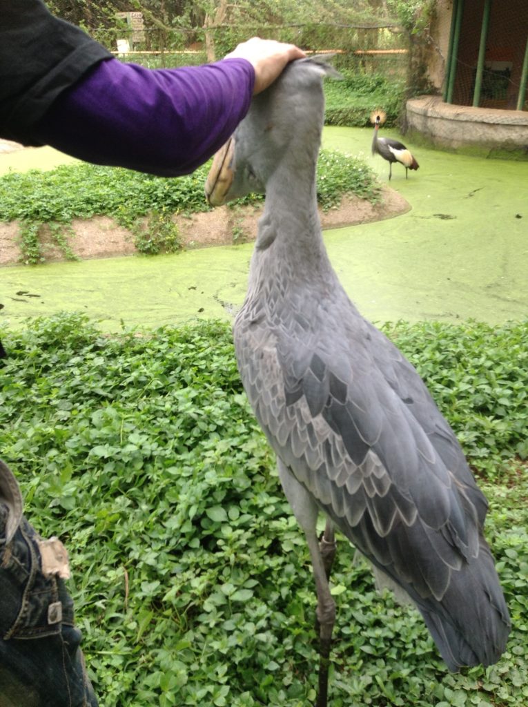 ハシビロコウ後ろ姿