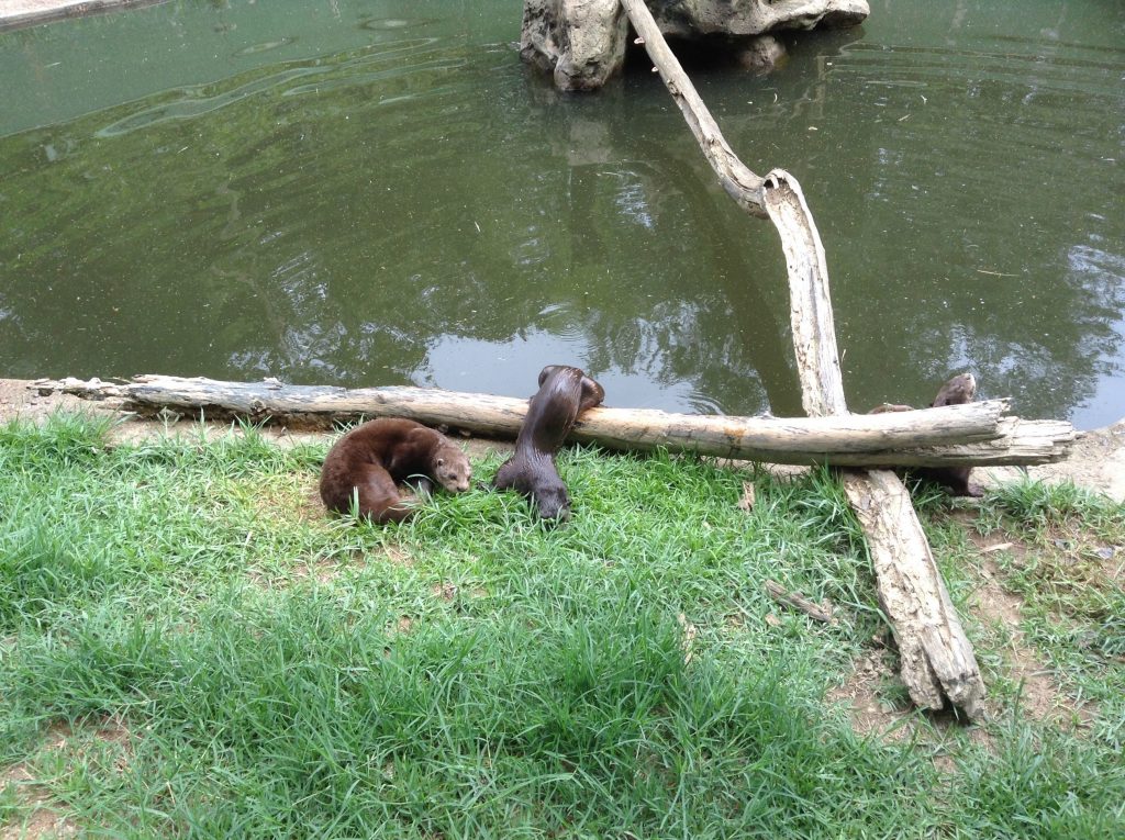 水辺で休憩する動物